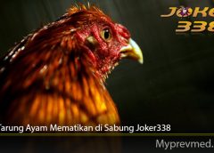 Jurus Tarung Ayam Mematikan di Sabung Joker338